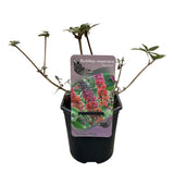 Green boutiQ - Sommerflieder - Buddleja davidii Flower Power - Blüte Orange Violett - 3 Pflanzen - 1m2 - Laubabwerfend - Schmetterlingsanziehend - Topf 17cm Höhe 30cm