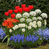 Green boutiQ - Blumenzwiebeln - Bulbs From Holland - Verschiedene Farben - 125 Stück - Geschenkverpackung