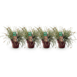 Green boutiQ - Ziergräser - Carex oshimensis Everest - Weiß und Grün - 4 Pflanzen - Immergrün - Wenig Pflege - Topf 17cm Höhe 50cm