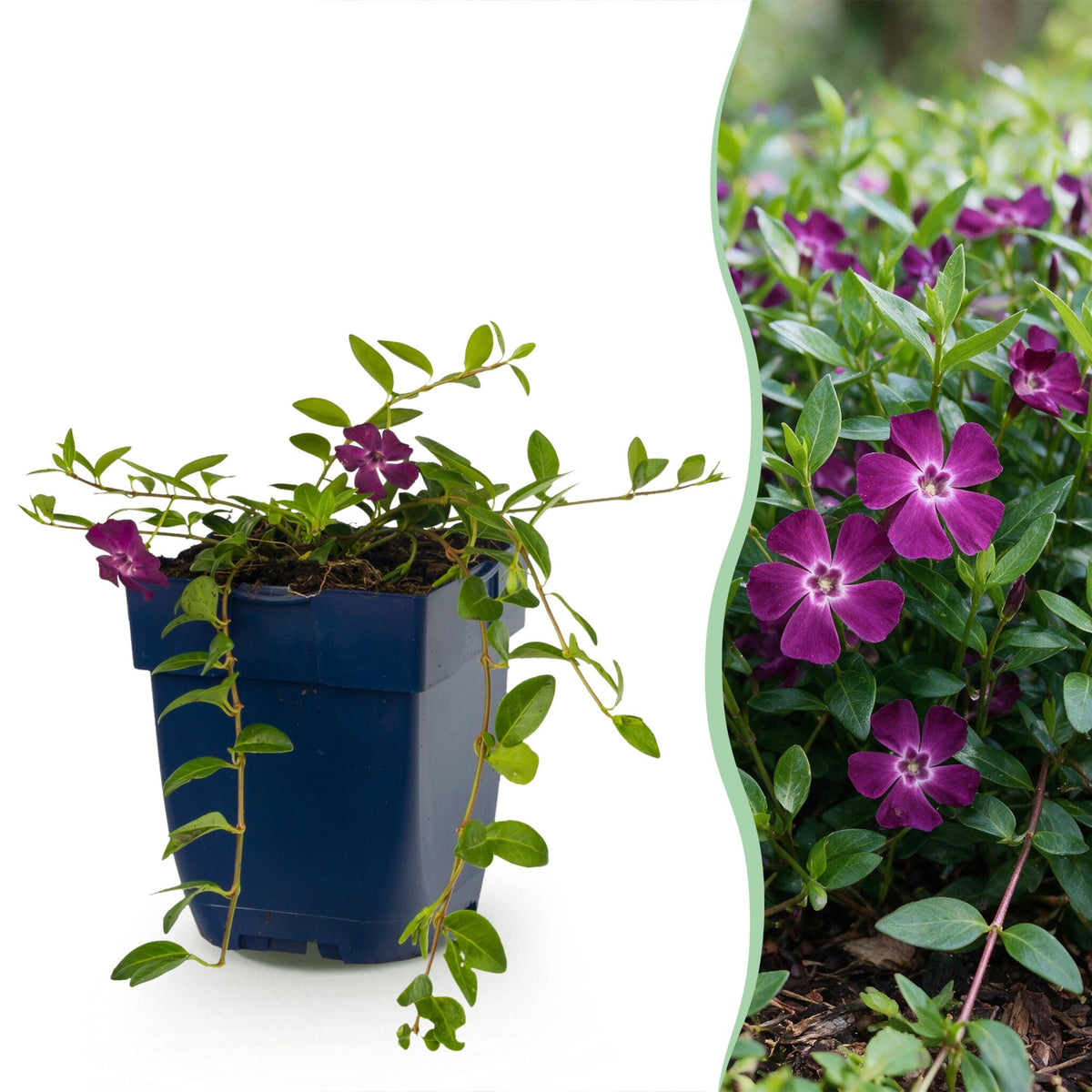 Petite pervenche Atropurpurea - Vinca minor - H 15-25 cm, pot Ø11 cm