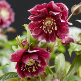 Green boutiQ - Gartenpflanze - Lenzrose - Helleborus orientalis Double Ellen Red - Rote Blüte - 1 Pflanze - Immergrün - Topf 14cm Höhe 35cm