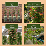 Chèvrefeuille du Japon Red World - Lonicera japonica - H 35 cm, pot Ø9 cm - photo 6
