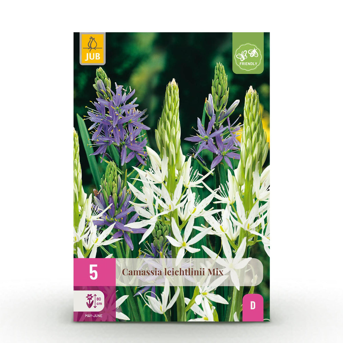 Green boutiQ - Blumenzwiebeln - Camassia Leichtlinii Mix - Farbe Violett und Weiß - 5 Stück - Zwiebelgröße 12/14 - XXL Pack