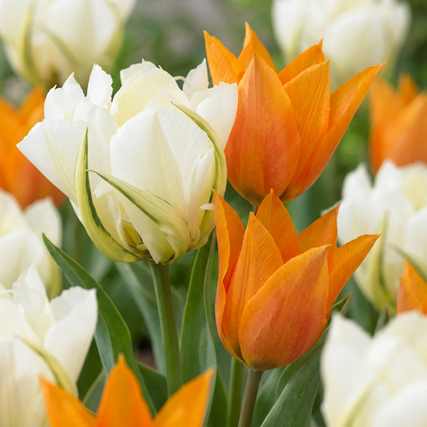 Tulipe Sunbath jaune et blanc