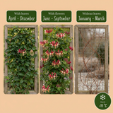Chèvrefeuille du Japon Red World - Lonicera japonica - H 35 cm, pot Ø9 cm - photo 5