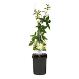 Green boutiQ - Passionsblume - Passiflora Avalanche - Blume Weiß - Pflegeleicht - 2 Pflanzen - Topf 11cm Höhe 40cm