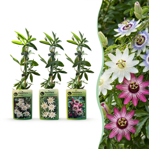 Passiflores tricolores - lot de 12 plants - pot Ø9 cm