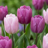 Tulipe Prince en mélange - calibre 11/16