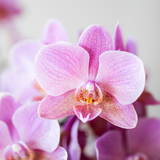 Kolibri Orchids - Überraschungs-Mix-Box - Pflanzen-Vorteilspaket - Überraschungsbox mit 2 verschiedenen Orchideen Ø9cm - frisch vom Züchter