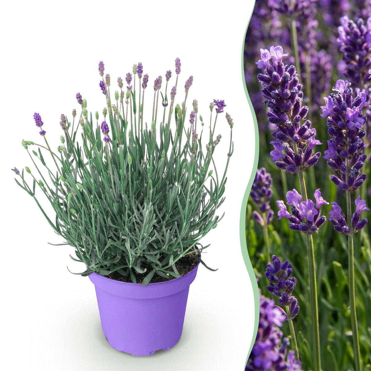 Lavande Munstead - Lavandula angustifolia - H 15-25 cm, pot Ø12 cm - photo 13