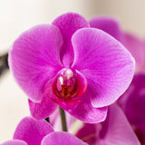 Orchidée Phalaenopsis violette Niagara Fall Free Ride - pot Ø12 cm