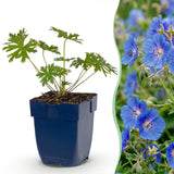 Géranium vivace Johnson's Blue - Bec-de-grue bleu - H 15-25 cm, pot Ø11 cm