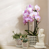 Orchidées Phalaenopsis roses Niagara Fall Xanion - lot de 2 ou 4 - pot Ø12 cm