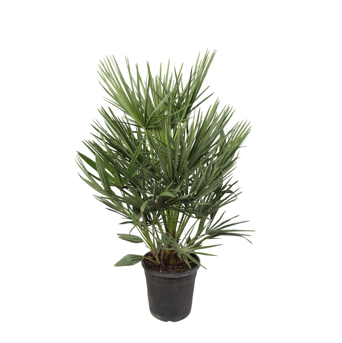 Palmier nain - Chamaerops humilis - H 100 cm, pot Ø21 cm