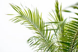 Phoenix Roebelenii am Stamm - 210cm - 200cm