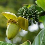 Green boutiQ - Obstpflanze - Bananenpflanze - Musa Basjoo - Winterhart - 6 Pflanzen - Topf 12cm Höhe 30cm