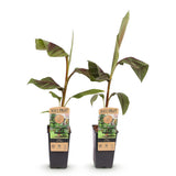 Green boutiQ - Fruitpflanze - Japanische Faserbanane - Musa Ever Red - Winterhart - 2 Pflanzen - Topf 15cm Höhe 50cm