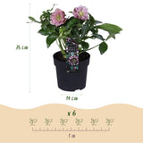 Green boutiQ - Gartenpflanze - Lenzrose - Helleborus orientalis Double Tricolour - Rosa - Rote - Weiße Blüte - 3 Pflanzen - Immergrün - Topf 14cm Höhe 35cm