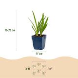 Agapanthes en duo bleu et blanc - H 15-25 cm, pot Ø11 cm