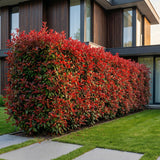 Kit haie Photinia Carré Rouge - H 25-35 cm, pot Ø9 cm