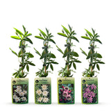 Passiflores arc-en-ciel - lot de 12 plants - pot Ø9 cm