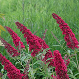 Green boutiQ - Gartenpflanze - Buddleja davidii Royal Red - Schmetterlingsstrauch - Winterhart - Rot - 3 Pflanzen - Topf 17cm - Höhe 45cm