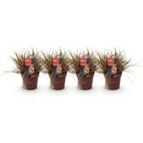 Green boutiQ - Ziergräser - Uncinia rubra Everflame - Rot - 4 Pflanzen - Immergrün - Wenig Pflege - Topf 17cm Höhe 50cm