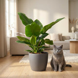 Green boutiQ - Zimmerpflanze - Philodendron - Philodendron Imperial Green - Grün - Pflegeleicht - 1 Pflanze - mit Korb - Topf 19cm - Höhe 65cm