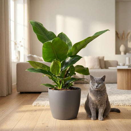 Green boutiQ - Zimmerpflanze - Philodendron - Philodendron Imperial Green - Grün - Pflegeleicht - 1 Pflanze - mit Korb - Topf 19cm - Höhe 65cm