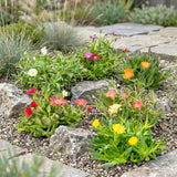 Delosperma en mélange - H 10-12 cm, pot Ø7 cm