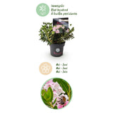 Rhododendron Bloombux rose clair - Rhododendron nain - H 30-40 cm, pot Ø17 cm - photo 4