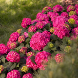 Green boutiQ - Gartenpflanze - Hortensie Endles Summer Summer Love Red - Winterhart - Rot - 1 Pflanze - Topf 14cm - Höhe 20-25cm