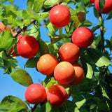 Green boutiQ - Obstbaum - Pflaumenbaum - Prunus domestica Victoria - Rote Pflaume - Topf 21cm Höhe 90cm