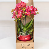 Orchidée Phalaenopsis rouge Blossom Congo - cache-pot Noma rouge et boîte cadeau - pot Ø9 cm