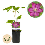 Green boutiQ - Kletterpflanze - Clematis Ville de Lyon - Blüte Rosa - Pflegeleicht - 2 Pflanzen - Topf 11cm Höhe 40cm