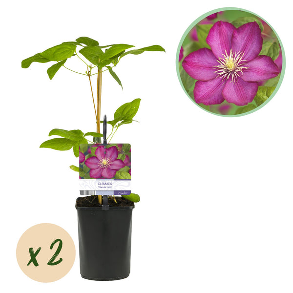 Green boutiQ - Kletterpflanze - Clematis Ville de Lyon - Blüte Rosa - Pflegeleicht - 2 Pflanzen - Topf 11cm Höhe 40cm