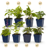 Green boutiQ - Staudenpaket - Schatten - 24 Stauden - 3 m² - Verschiedene Farben - Wenig Pflegeaufwand - Topf 11cm
