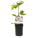Clématite Nelly Moser - Clématite rose à barre carmin - H 35 cm, pot Ø9 cm - photo 2