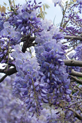Wisteria sinensis 'Prolific' – Chinesischer Blauregen – Ø15cm – ↕65cm