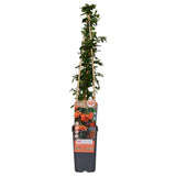 Feuerdorn 'Orange Glow' - Ø15cm - ↕65cm