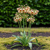 Green boutiQ - Blumenzwiebeln - Allium Siculum - Farbe Rosa - 30 Stück - Zwiebelgröße 8/10 - XXL Pack