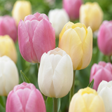 Tulipe en mélange Sorbet - 96 bulbes