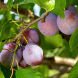 Green boutiQ - Obstpflanze - Pflaumenbaum - Prunus domestica Opal - Gelb-rote Frucht - Topf 21cm Höhe 90cm