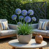 Green boutiQ - Blumenzwiebeln - Allium Caeruleum - Farbe Blau - 40 Stück - Zwiebelgröße 4/5 - XXL Pack