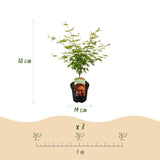 Green boutiQ - Terrasplant - Japanischer Ahorn - Acer palmatum Orange Dream - Orange - 1 Pflanze - Laubabwerfend - Topf 19cm Höhe 70cm