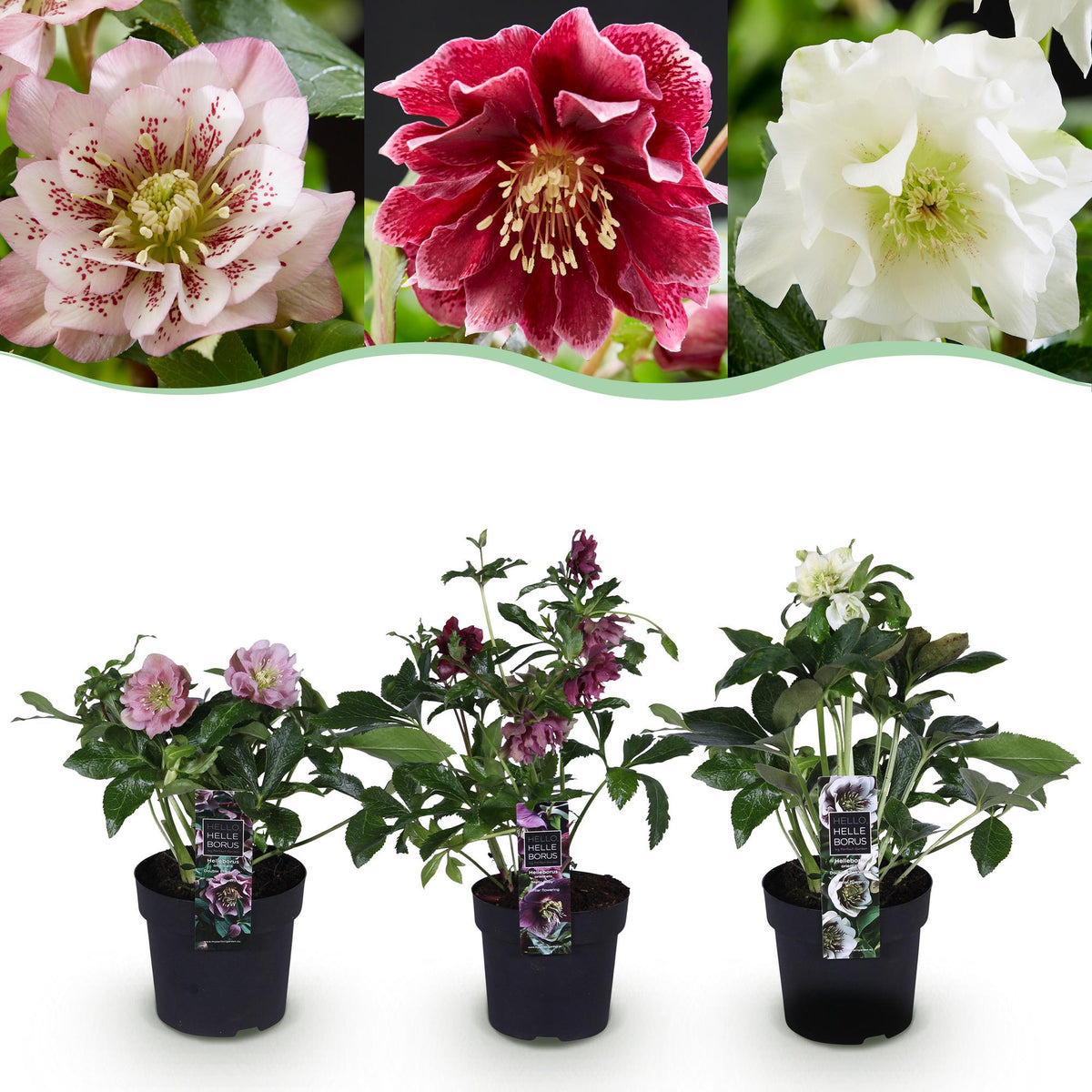 Green boutiQ - Gartenpflanze - Lenzrose - Helleborus orientalis Double Tricolour - Rosa - Rote - Weiße Blüte - 3 Pflanzen - Immergrün - Topf 14cm Höhe 35cm