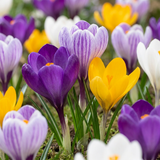 Crocus à grandes fleurs en mélange - 120 bulbes