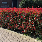 Green boutiQ - Heckenpflanzen - Photinia fraseri Carre Rouge - grün rot - 6 Pflanzen - 1 lfm - immergrün - Topf 17cm Höhe 55cm