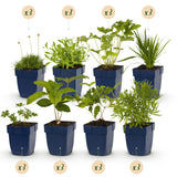 Green boutiQ - Staudenpaket - Farbe Weiß - 24 Stauden - 3 m2 - Verschiedene Farben - Wenig Pflege - Topf 11cm
