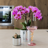 Kolibri Company | Pflanzenset Disco | Violette Wiener Orchidee Ø9cm + Sukkulente inkl. dekorativer Keramiktöpfe